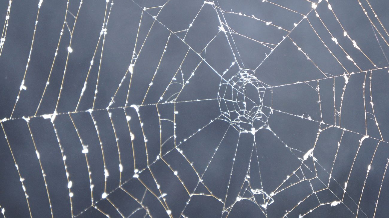 Free spider web closeup image