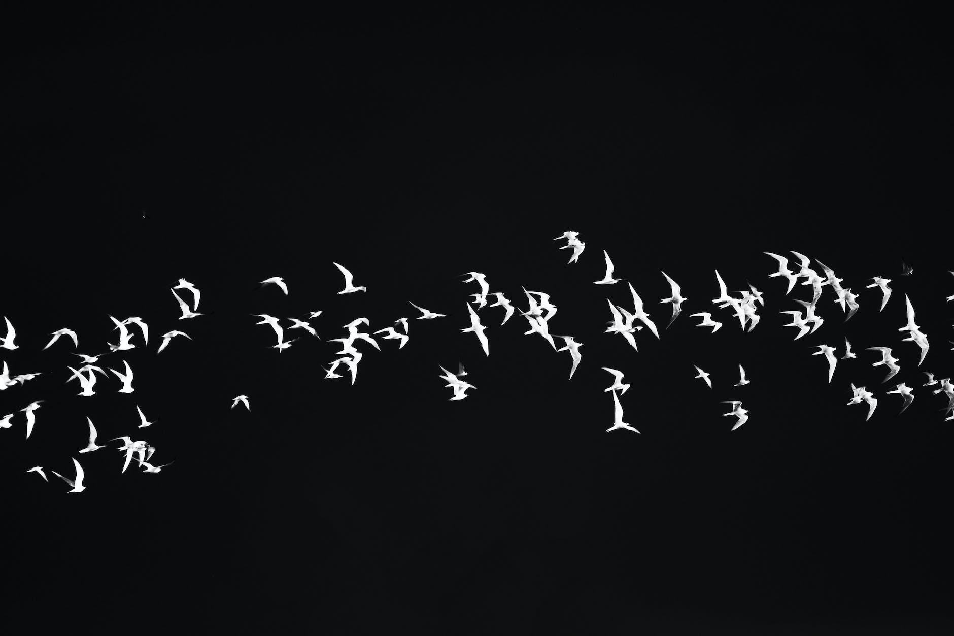 flock of white birds against a black background