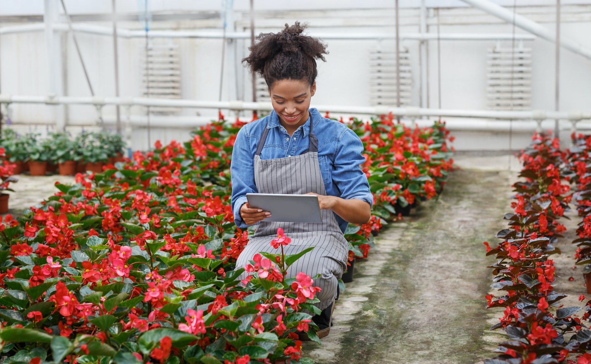 Smart greenhouse control. Woman worker inspects red flowers and enters data in tablet